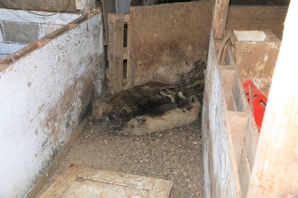 Policisté a veterináři našli v hospodářství v obci na Náchodsku přes 70 uhynulých zvířat. Šlo o prasata a ovce.