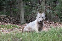 Vlk Gagat hledal lásku až u Prahy! Z rodného lesa v Polsku ušel za 2 měsíce 800 kilometrů