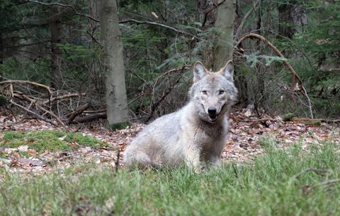 Vlk Gagat hledal lásku až u Prahy! Z rodného lesa v Polsku ušel za 2 měsíce 800 kilometrů  