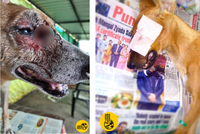 Psa s obřím nádorem zachránili před jistou smrtí: S polovinou tváře dál podstupuje chemoterapii