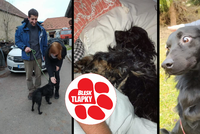 Z odpadků do milujících náručí: 29 psů z domu hrůzy si užívá nepoznané péče, někteří už našli domov