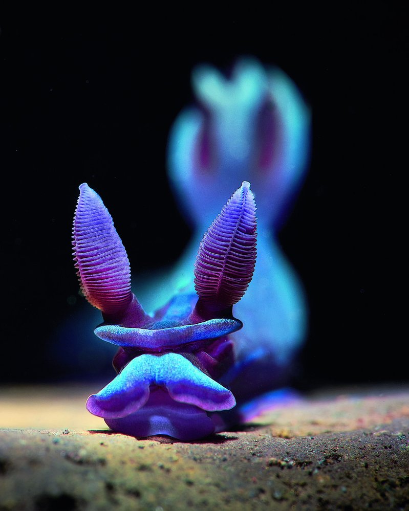 NAHOŽÁBŘÍ PLŽI (Nudibranchia) patří k nejbarevnějším bezobratlým živočichům moří. Krásnou ukázkou jejich neobvyklých barev je až 7,5 cm dlouhý druh Tambja morosa vyfotografovaný v indo- néských vodách