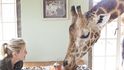 Exkluzivní snídaně v Nairobi s ohroženým druhem žiraf