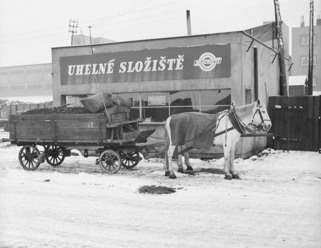 Koňské potahy pomáhají urychlit rozvoz uhlí po Praze (1951).