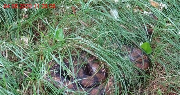 Zkřehlý hroznýšovec duhový nejspíš v Brně utekl svému majiteli. Teď je v péči herpetologa Romana Zajíčka.