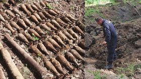 Nález německé válečné munice u Svatoslavi na Brněnsku. Vlevo dělostřelecké granáty, vpravo dělostřelecké miny.