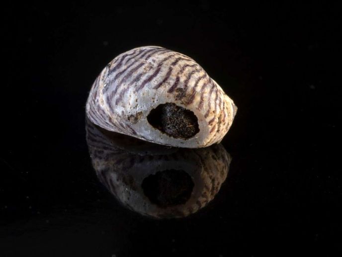 Už v létě odborníci objevili dvě zcela zachovalé ozdoby z ulit. Už v létě odborníci objevili dvě zcela zachovalé ozdoby z ulit.