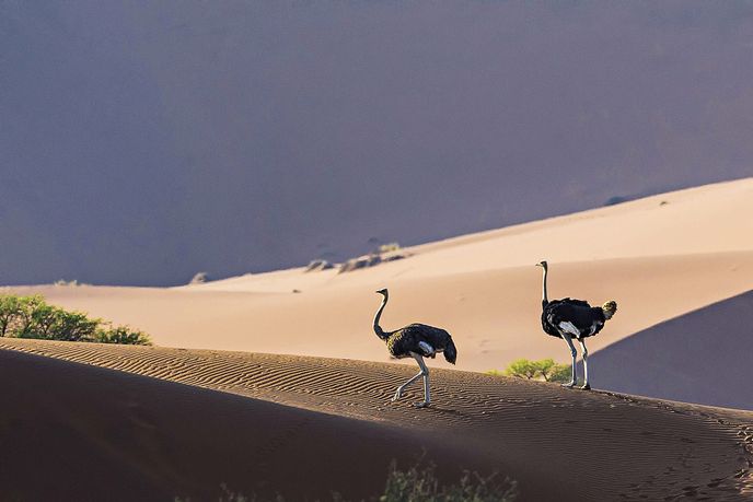 Pštrosi v poušti Namib