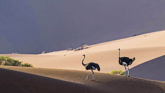 Pštrosi v poušti Namib