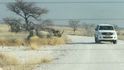Do turistů na namibijském safari narazil nosorožec.