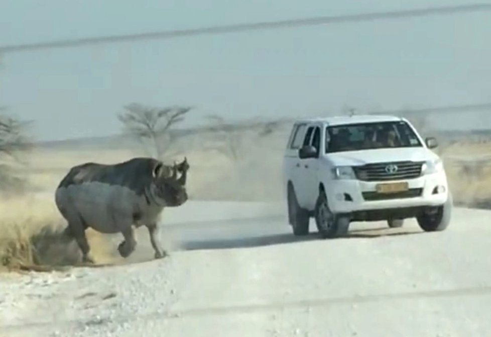 Nosorožec se po útoku vydal k turistům v druhém autě.