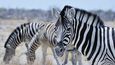 Národní park Etosha