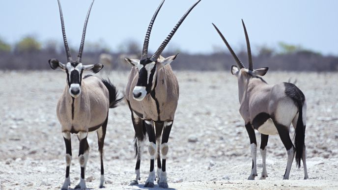 Národní park Etosha