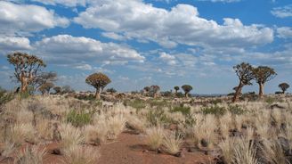 Afrika láká na safari. Po Jihoafrické republice objevují Češi i Namibii