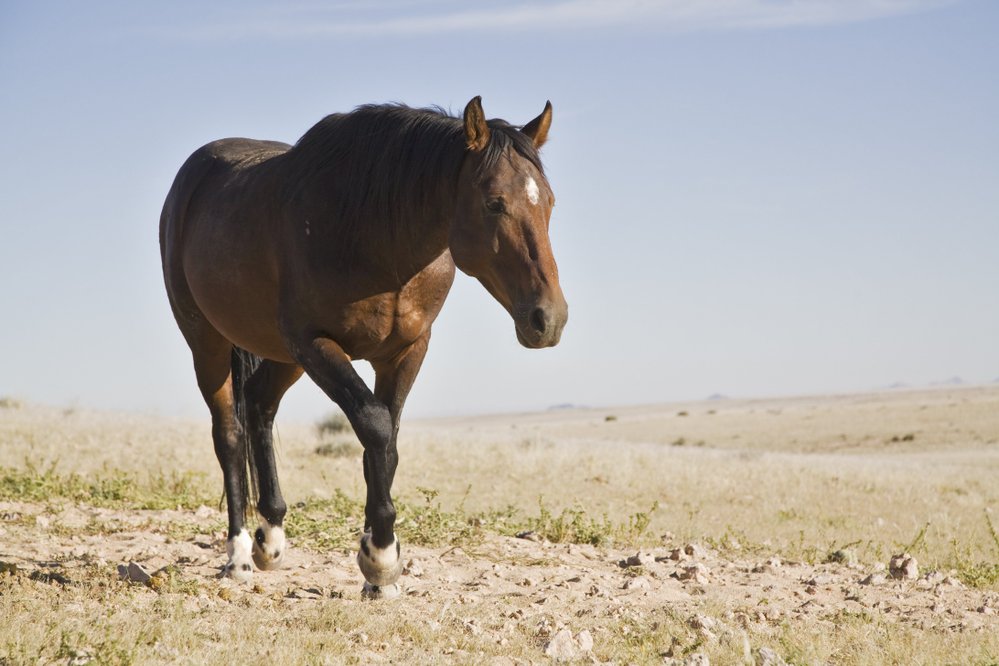 Namíbský kůň
