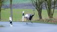 Nandu pampový se v Německu přemnožil a ničí řepková pole