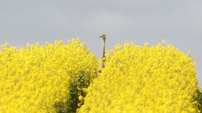 Nandu pampový se v Německu přemnožil a ničí řepková pole