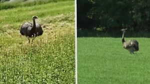 Olomoucí se potuloval exotický nandu: Úřady chtěly ptáka odstřelit, přežil jen díky místní zoo