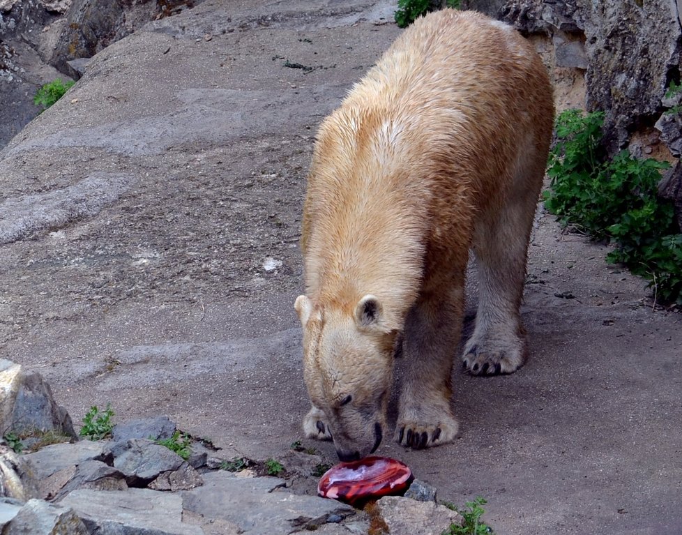 Medvědice Cora si dopřála želatinový dort z ryb, masa a zeleniny.