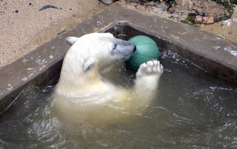 Show v brněnské zoo - méďa Nanuk si hraje s balónkem! 