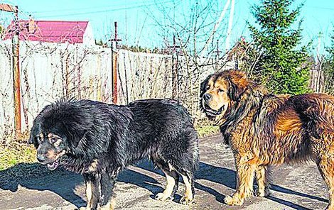 Tibetská doga je podle expertů pes velice oddaný svému pánovi a s velkou ostražitostí vůči cizím lidem.