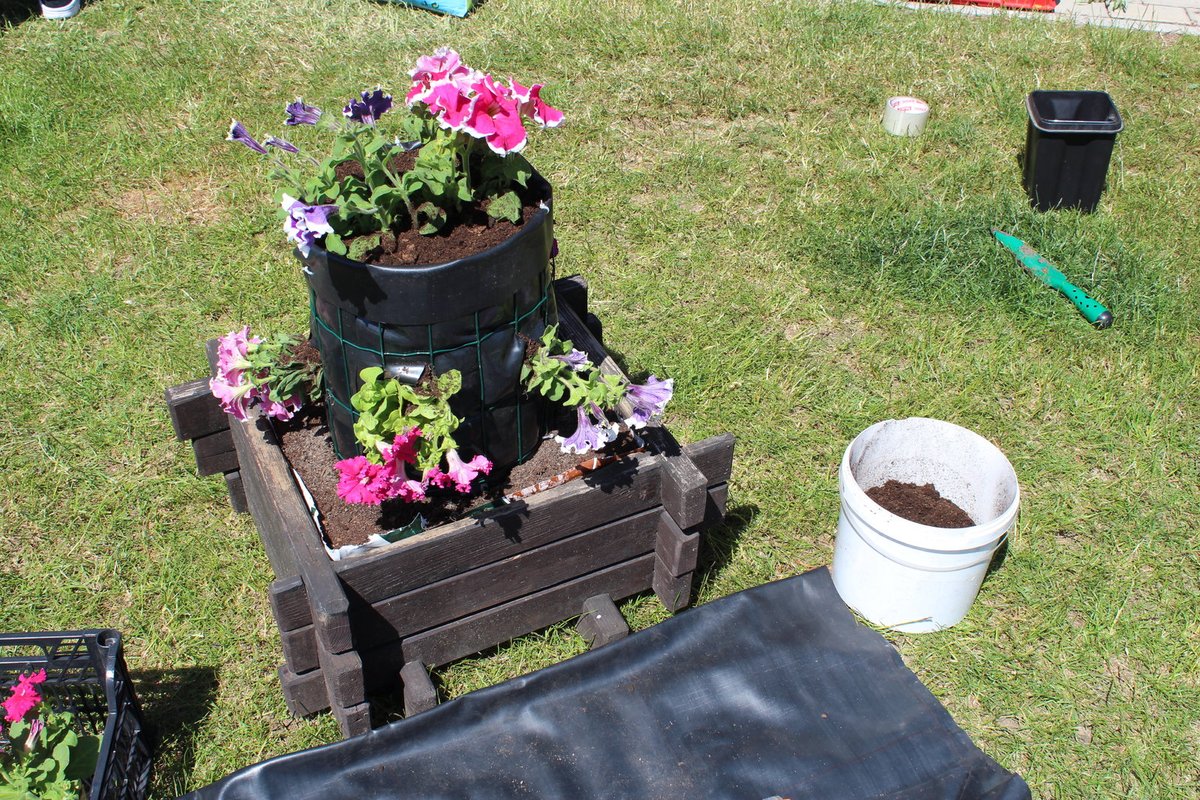 Pokračujete osazováním truhlíku. Surfinie sázíte v rozestupech zhruba 10 cm. Do spodní části truhlíku pak můžete zasadit například modré lobélie.