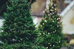Bez stromečku nejsou Vánoce, to každý ví. I když je v současné době už velká nabídka kvalitních umělých stromků, většina lidí preferuje stromky živé, které voní. Ty však je potřeba dobře vybrat a také o ně správně pečovat, aby vydržely a na svátky opravdu zdobily. Odborník z Hornbachu poradí, jak na to.