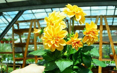 Dahlia Dahlia