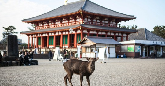 Japonský park Nara je posvátnou jelení rezervací