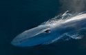 Nový francouzský přírodovědný film Národ velryb přináší dobrodružnou expedici za vládci oceánů