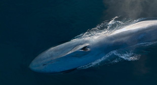 Národ velryb: Filmová expedice za vládci oceánů