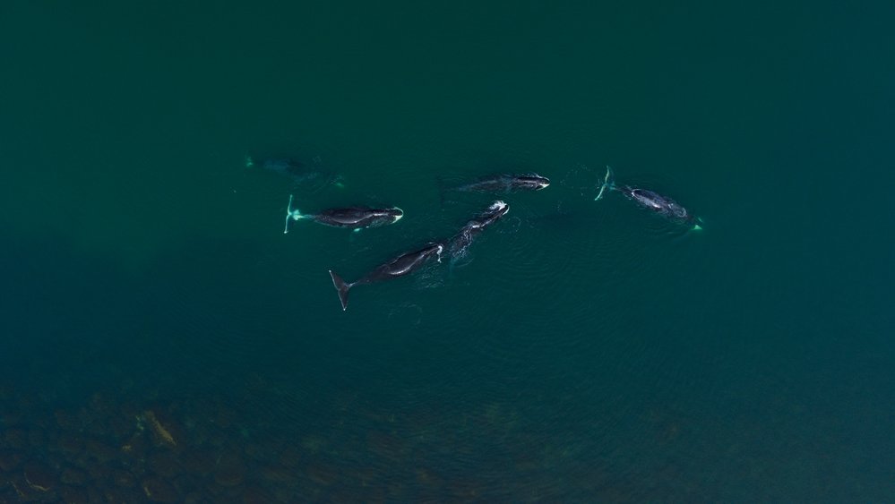 Nový francouzský přírodovědný film Národ velryb přináší dobrodružnou expedici za vládci oceánů