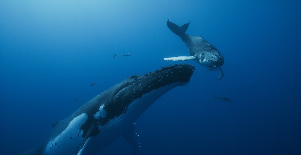 Nový francouzský přírodovědný film Národ velryb přináší dobrodružnou expedici za vládci oceánů