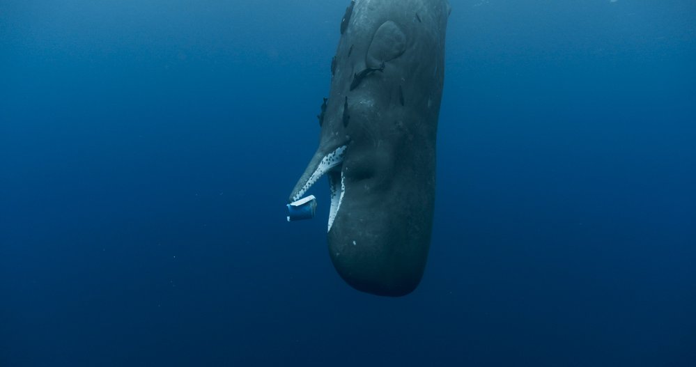 Nový francouzský přírodovědný film Národ velryb přináší dobrodružnou expedici za vládci oceánů