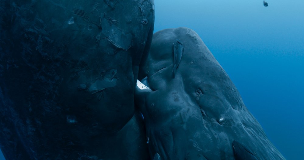 Nový francouzský přírodovědný film Národ velryb přináší dobrodružnou expedici za vládci oceánů