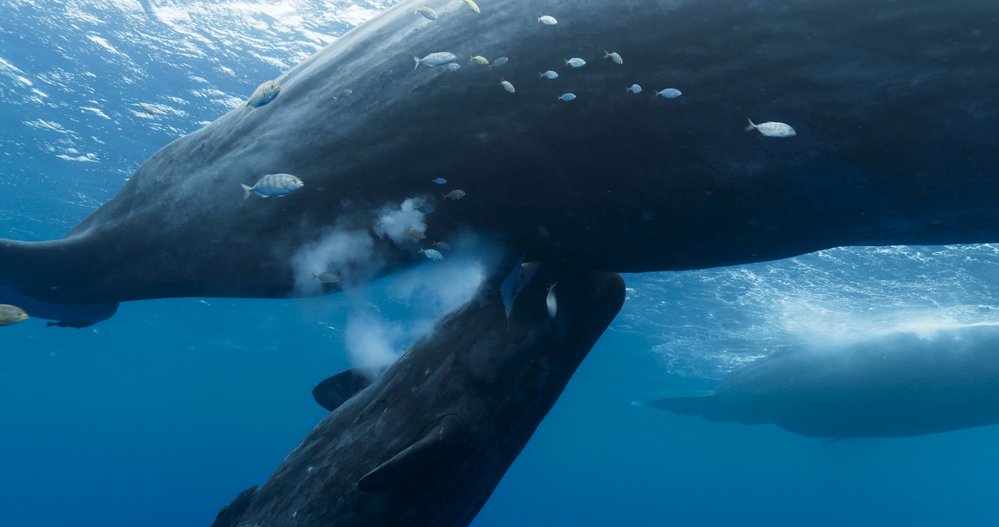 Nový francouzský přírodovědný film Národ velryb přináší dobrodružnou expedici za vládci oceánů