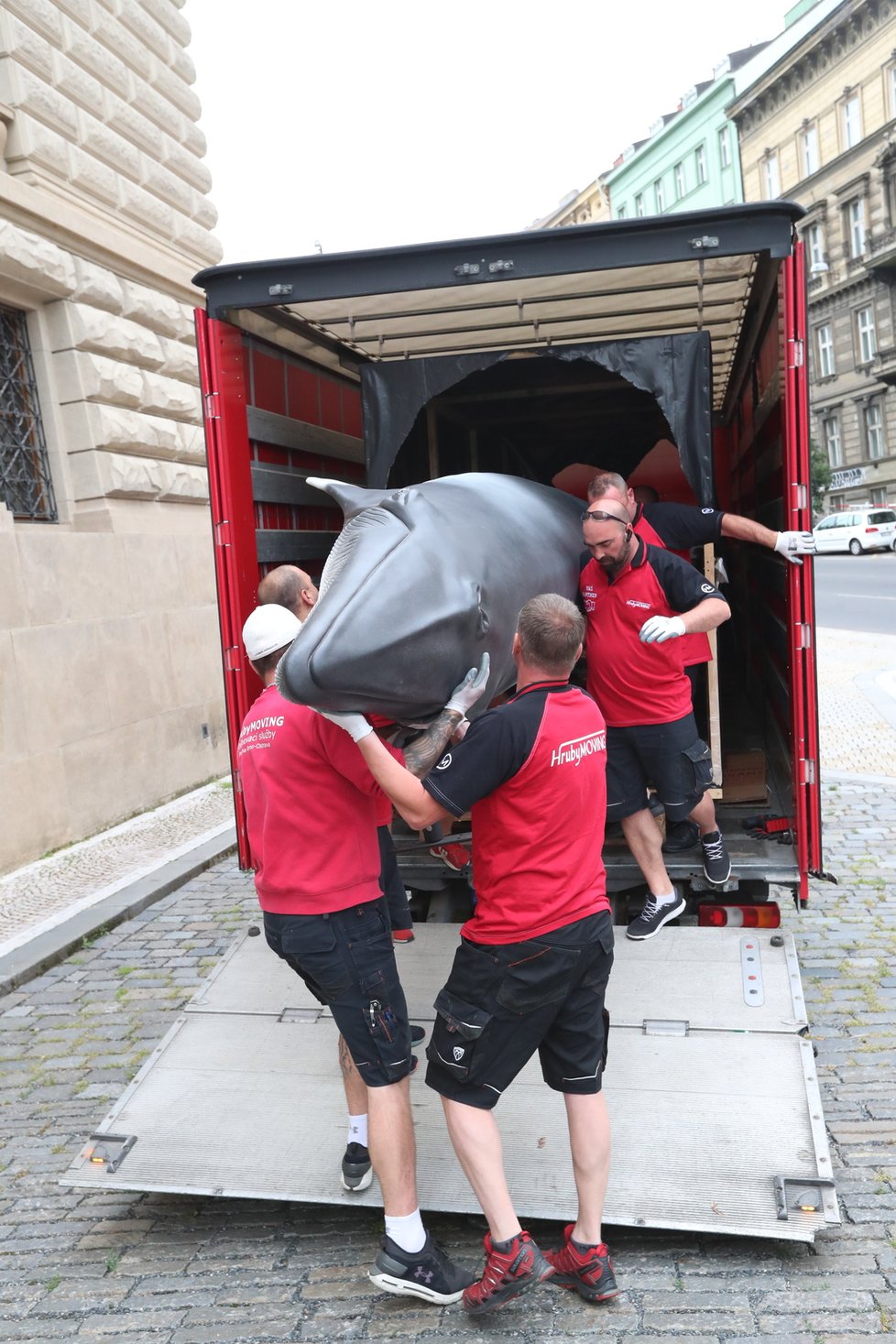 Takto probíhal transport realistických modelů plejtváka malého a žraloka do budoucí expozice Zázraky evoluce, kterou chystá Národní muzeum otevřít zkraje srpna. (23. června 2021)