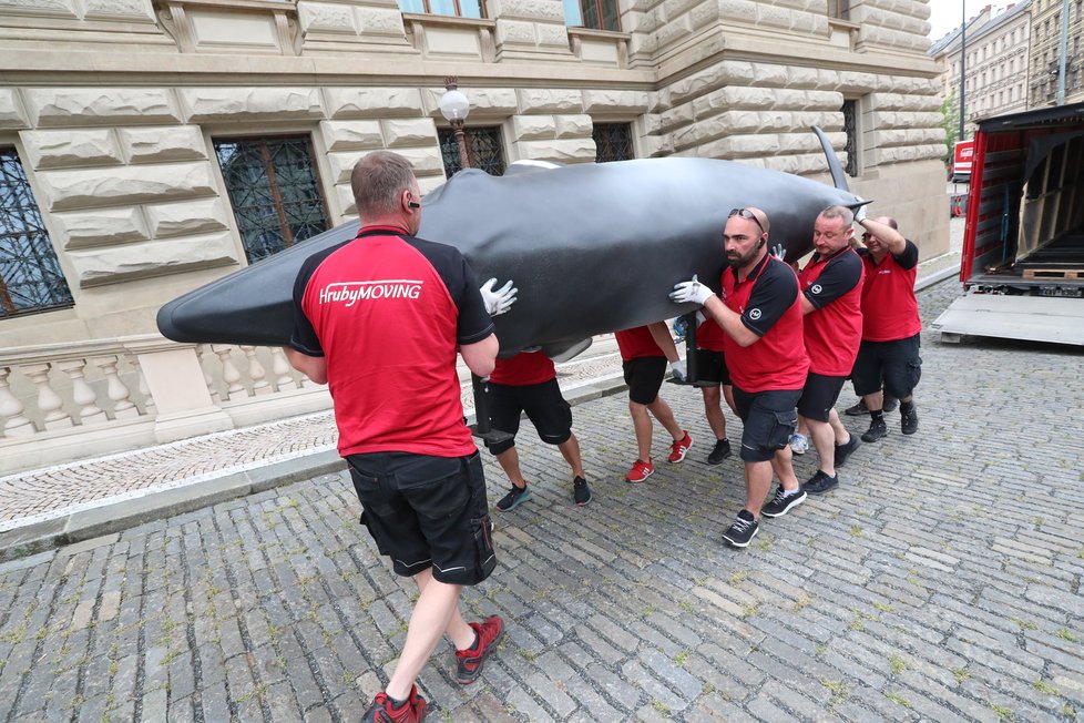 Takto probíhal transport realistických modelů plejtváka malého a žraloka do budoucí expozice Zázraky evoluce, kterou chystá Národní muzeum otevřít zkraje srpna. (23. června 2021)