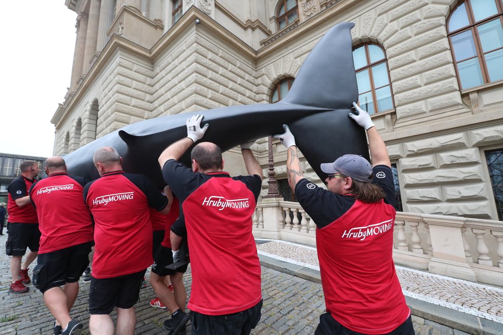 Takto probíhal transport realistických modelů plejtváka malého a žraloka do budoucí expozice Zázraky evoluce, kterou chystá Národní muzeum otevřít zkraje srpna. (23. června 2021)