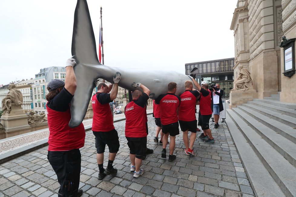 Takto probíhal transport realistických modelů plejtváka malého a žraloka do budoucí expozice Zázraky evoluce, kterou chystá Národní muzeum otevřít zkraje srpna. (23. června 2021)