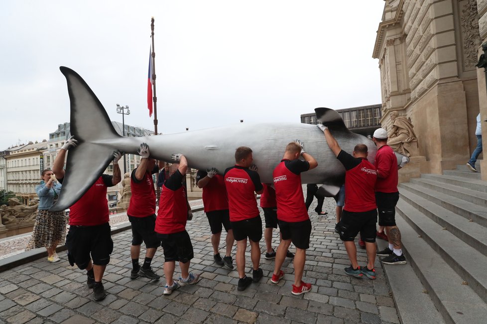 Takto probíhal transport realistických modelů plejtváka malého a žraloka do budoucí expozice Zázraky evoluce, kterou chystá Národní muzeum otevřít zkraje srpna. (23. června 2021)