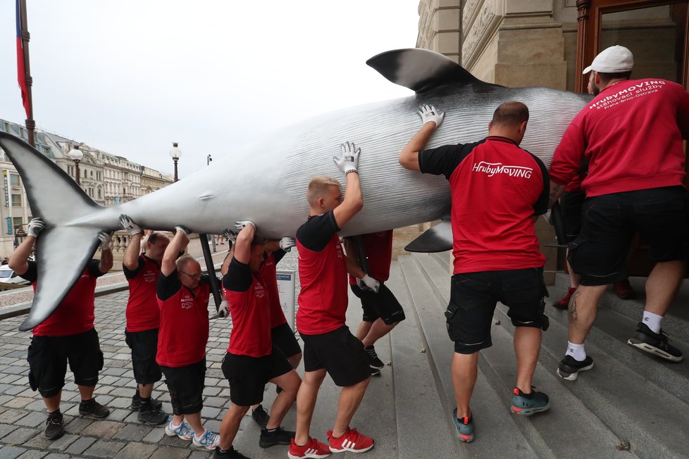 Takto probíhal transport realistických modelů plejtváka malého a žraloka do budoucí expozice Zázraky evoluce, kterou chystá Národní muzeum otevřít zkraje srpna. (23. června 2021)