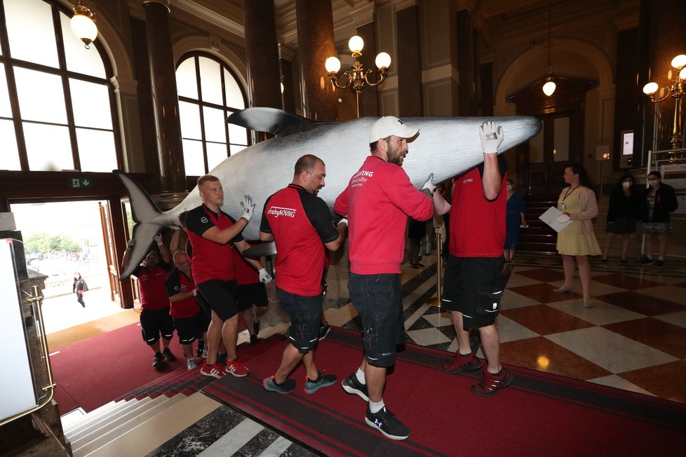 Takto probíhal transport realistických modelů plejtváka malého a žraloka do budoucí expozice Zázraky evoluce, kterou chystá Národní muzeum otevřít zkraje srpna. (23. června 2021)