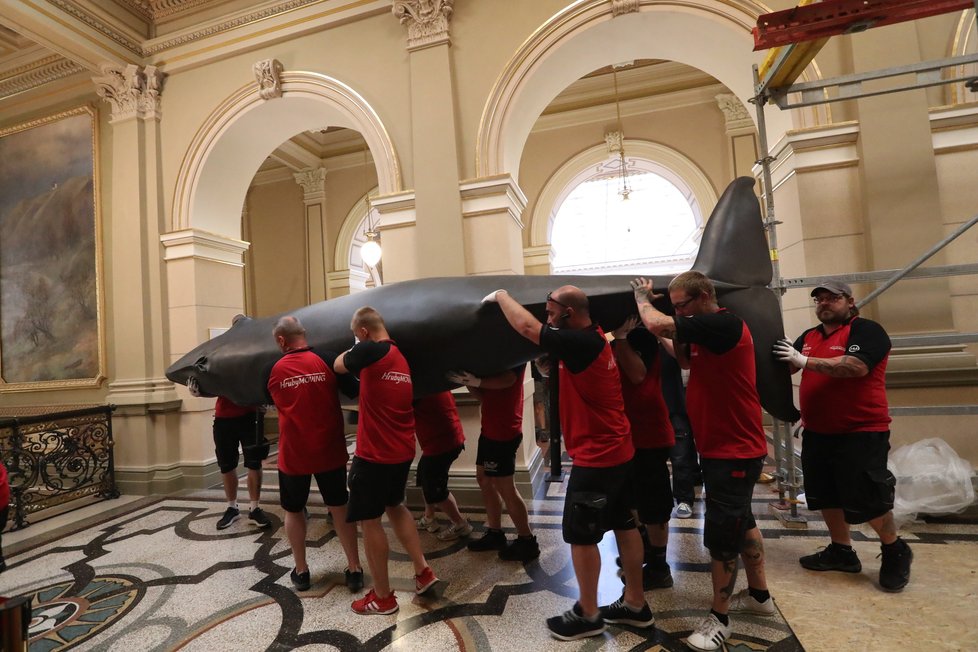 Takto probíhal transport realistických modelů plejtváka malého a žraloka do budoucí expozice Zázraky evoluce, kterou chystá Národní muzeum otevřít zkraje srpna. (23. června 2021)