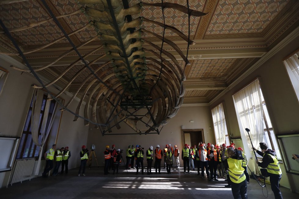 Kostra plejtváka před zahájením restaurátorských prací.