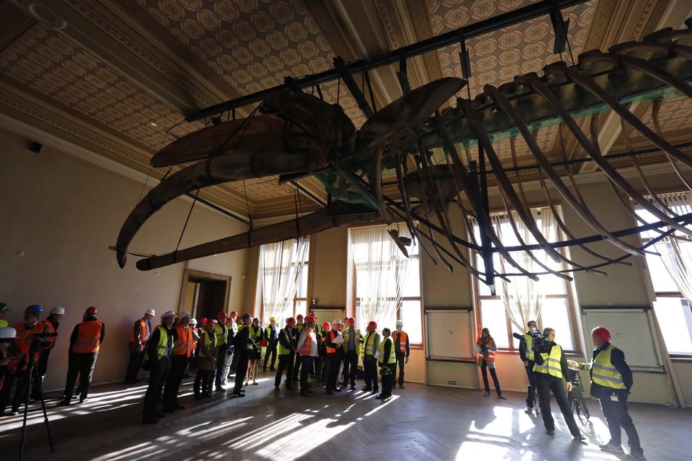 Kostra plejtváka před zahájením restaurátorských prací.