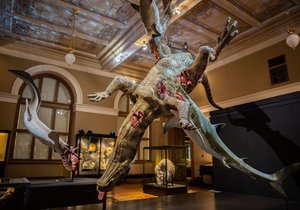Národní muzeum otevřelo stálou expozici Okna do Pravěku