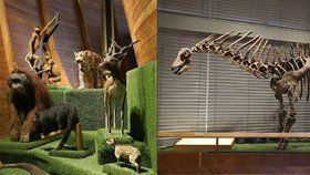 Jedinečná výstava v Národním muzeu: Na palubě archy je medvěd i dinosaurus!