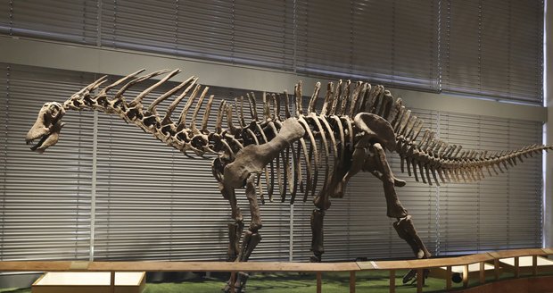 Amargasaurus, býložravý dinosaurus, žil v Jižní Americe na počátku křídy.