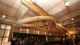 Nová stálá expozice s názvem Zázraky evoluce, kterou 2. září 2021 otevřelo Národní muzeum v Praze. Umožňuje projít evolucí života na Zemi od podmořského světa až po velké suchozemské i vodní savce.